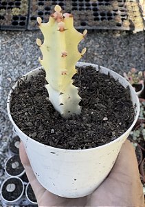 EUPHORBIA LACTEA VAR. (WHITE GHOST) POTE 9 SEM RAIZ