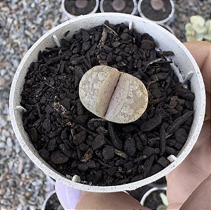 LITHOPS 1 POTE 6