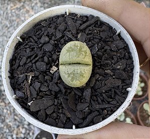 LITHOPS 4 POTE 6