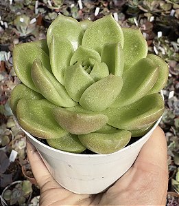 E. EMERALD JENNY POTE 9