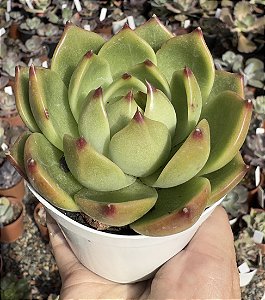 E. BLUE DRAGON (COREANA) POTE 9