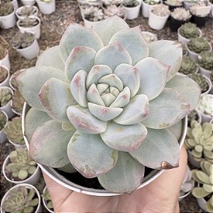 E. PINK DIAMOND POTE 9