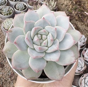 E. PINK DIAMOND POTE 9