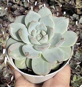 E. PINK DIAMOND POTE 9