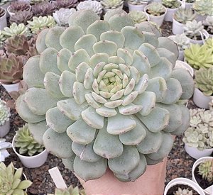 E. WHITE FATTY POTE 9