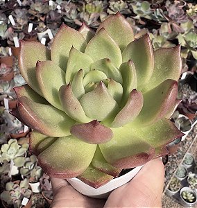 E. ORANGE NIGHT POTE 9