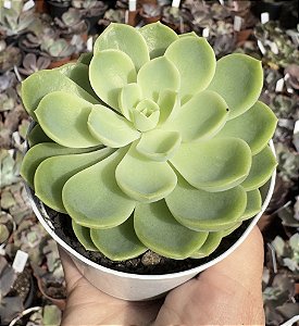 E. HAMI MELON POTE 9