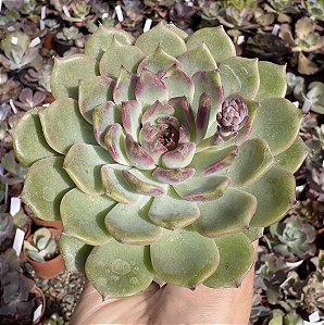 E. ROBIN POTE 9 (MARAVILHOSA)