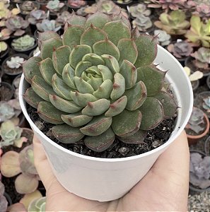 E. GREEN MAJU POTE 9