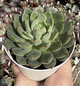 E. GREEN MAJU POTE 9