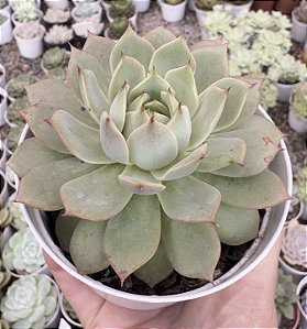 E. LINDSAYANA POTE 9