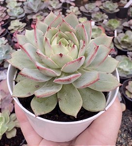 E. LINDSAYANA POTE 9