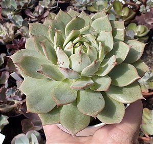 E. LINDSAYANA POTE 9