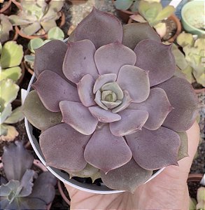 E. ZIJI POTE 9