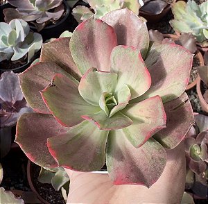 E. MINE GUQIN VAR. POTE 9