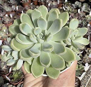 E. STRANGE PEAK (COLÕNIA) POTE 9