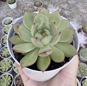 E. AGAV. PINK DRAGON POTE 9