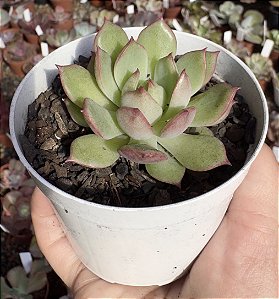 E. PINK DRAGON POTE 9