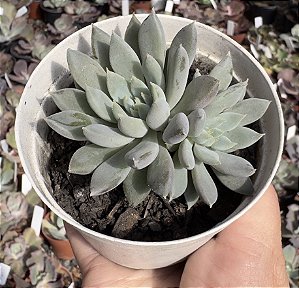 E. LEMON JUICE POTE 9