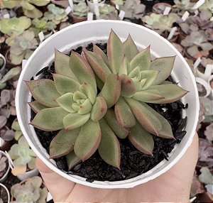 E. AGAVOIDES MARTHA POTE 9