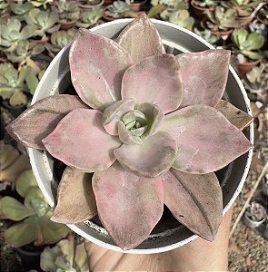 GRAP. BAINESII VAR. POTE 9