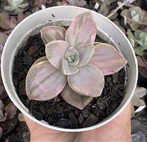 GRAP. BAINESII VAR. POTE 9