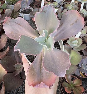 E. GIBB. WINTER DREAMS IMPORTADA POTE 9