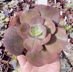 E. GIBB. RAINBOW IMPORTADA POTE 9