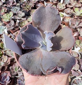 E. GIBB. VISTA (CARÚNCULAS) POTE 9