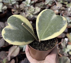 E. GIBB. HOYA VAR. POTE 9