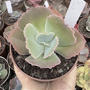 E. GIBB. PEARL (CARÚNCULAS) POTE 9