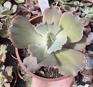 E. GIBB. PEARL (CARÚNCULAS) POTE 11