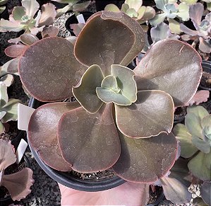 E. GIBB. ROSEO GRANDE POTE 11