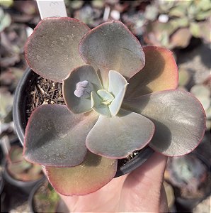 E. GIBB. PURPLE CREAM (CARÚNCULAS) POTE 11