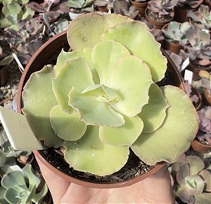 E. GIBB. RAIN BUMPS VAR. POTE 9