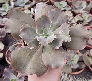 E. GIBB. RAJAHN CUIA 13