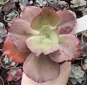 E. GIBB. PAI DAXING POTE 9