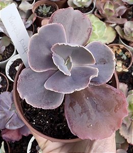 E. GIBB. PURPLE CREFF POTE 9