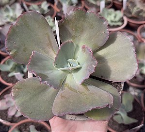 E. GIBB. CRISONTIDE POTE 13