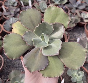 E. GIBB. BLUSH POTE 13