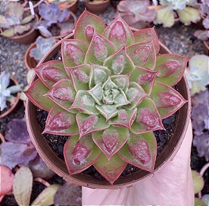 E. LONGISSIMA C/ CARUNCULAS POTE 9