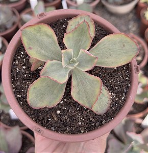 E. TORNADO VAR. CUIA 13