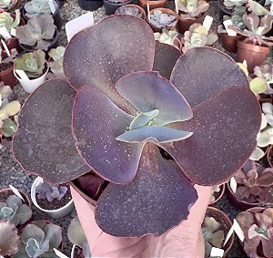 E. GIBB. COCO (IMPORTADA) POTE 9