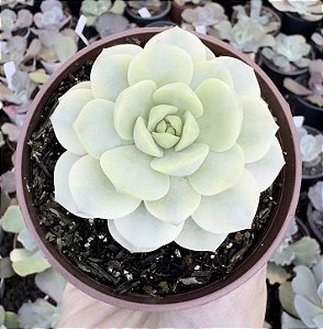 SED. PUDGY VARIEGATA POTE 9