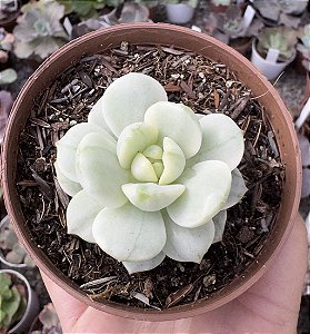 SED. PUDGY VARIEGATA POTE 9