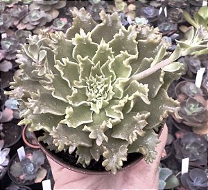 G. STAR FIRE POTE 9
