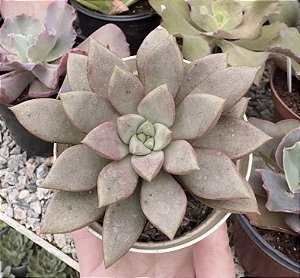 E. PURPLE STAR COREIA POTE 9