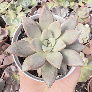 E. PURPLE STAR COREIA POTE 9