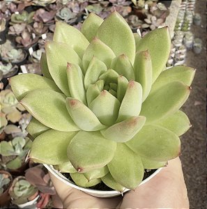 E. MALGAN SUGAR HEART POTE 9