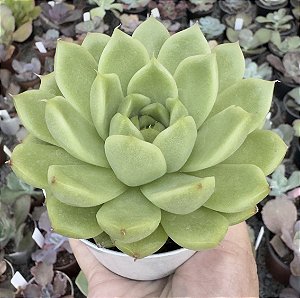 E. MALGAN SUGAR HEART POTE 9